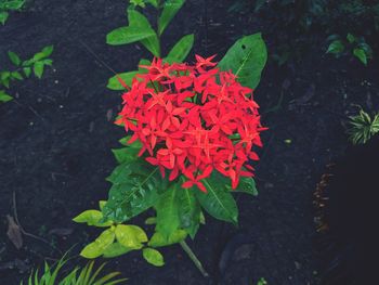 High angle view of red flowering plant