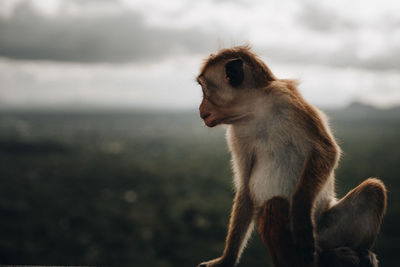 Close-up of monkey sitting against sky