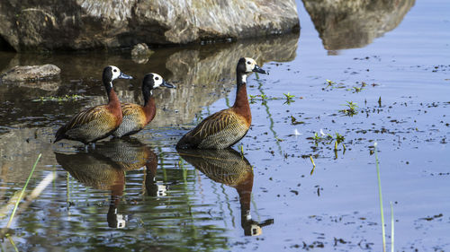 View of birds in lake