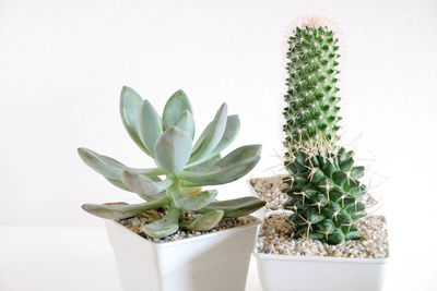 Close-up of potted cactus plant