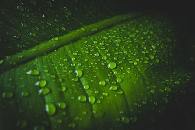 Close-up of wet leaves during rainy season