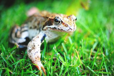 Close up of an animal on field