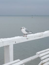 Seagull perching on sea shore against sky