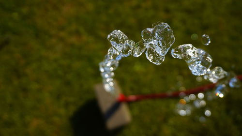 Close-up of water drops on plant