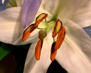 Close-up of flowering plant leaves