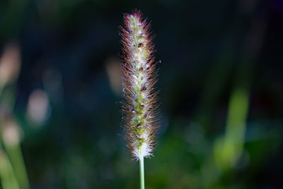 Close-up of plant on field