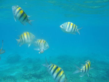 Close-up of fish in sea