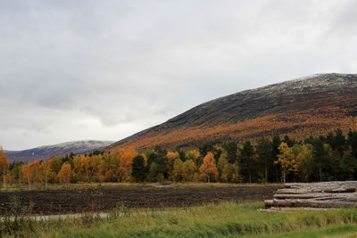 Scenic view of field against sky