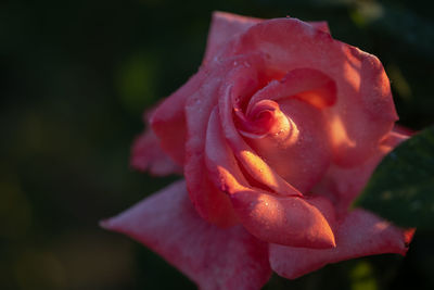 Close-up of rose flower