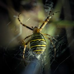 Close-up of spider on web