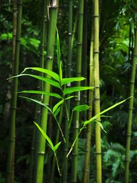 Close-up of plants growing in forest