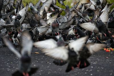 High angle view of pigeons on street