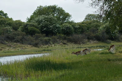 View of sheep on grassy field