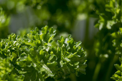 Close-up of green leaves