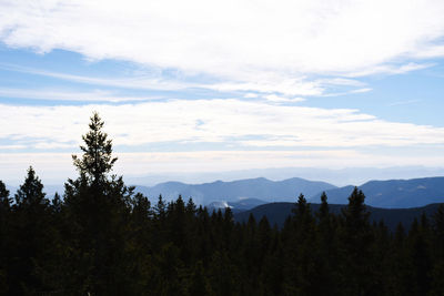 Scenic view of forest against sky