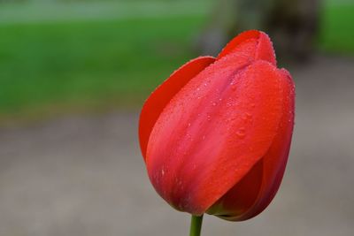 Close-up of red tulip