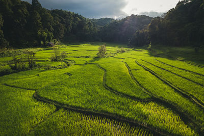 Scenic view of agricultural field
