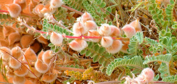 Close-up of leaves