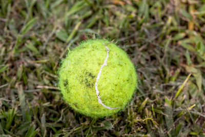 High angle view of green ball in forest