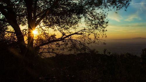 Silhouette trees against sky during sunset