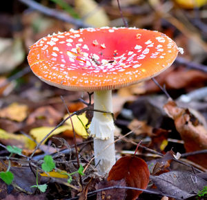 Close-up of fly agaric mushroom on field