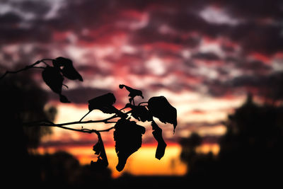 Close-up of silhouette plant against sky at sunset