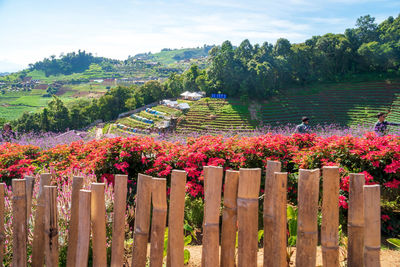 Flowering plants by trees on field against sky