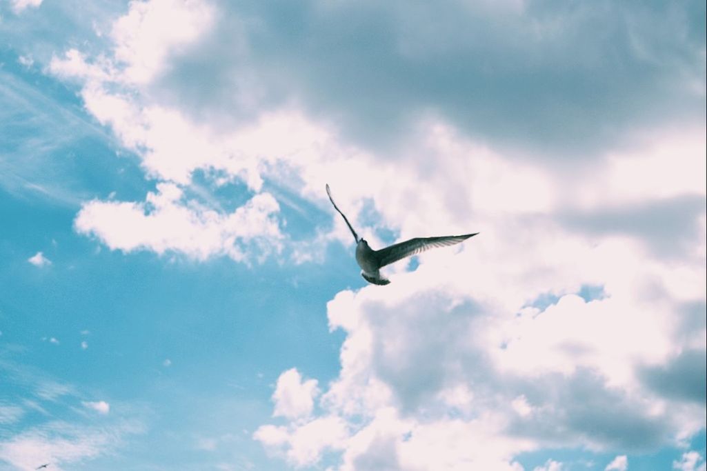 LOW ANGLE VIEW OF BIRDS FLYING IN SKY