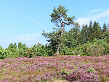 Scenic view of flowering pink heather bushes on landscape against sky. eifel region germany