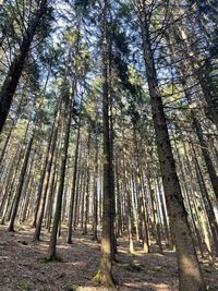 Low angle view of bamboo trees in forest