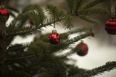 Close-up of christmas tree