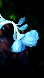Close-up of fresh flower