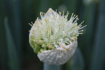 Close-up of flower blooming outdoors