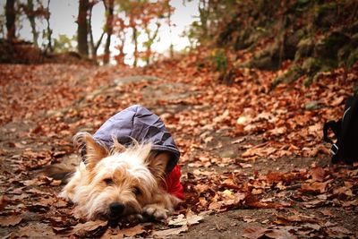 Dog lying down on land during autumn in fashion coat