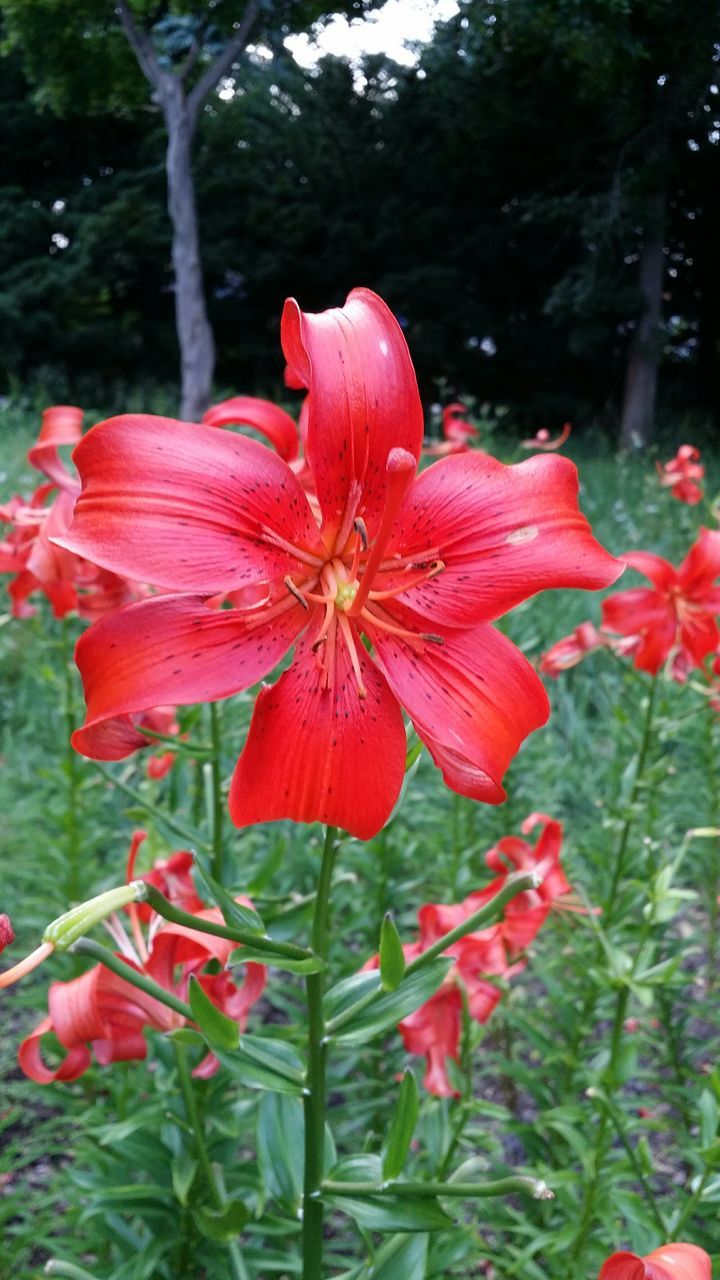 flower, petal, freshness, growth, red, flower head, fragility, beauty in nature, hibiscus, blooming, stamen, nature, close-up, focus on foreground, pollen, single flower, in bloom, blossom, plant, park - man made space