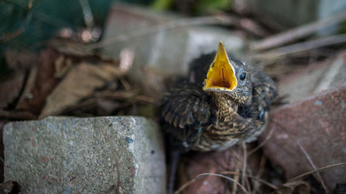 Close-up of a bird