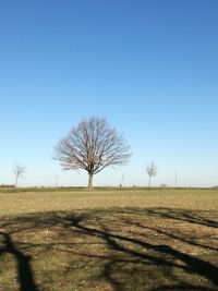 Bare tree on field against clear sky