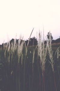 Close-up of wheat field against clear sky