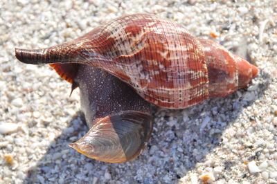 Close-up of snail on white surface