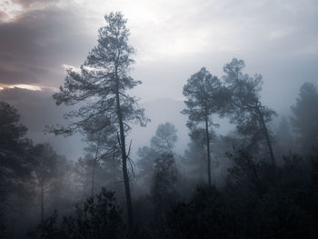 Silhouette trees in forest against sky