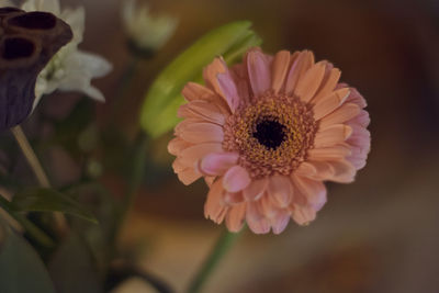 Close-up of flower blooming outdoors