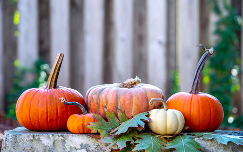 Close-up of pumpkin
