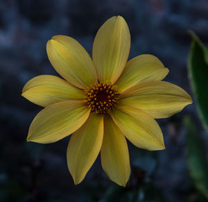 Close-up of yellow flower