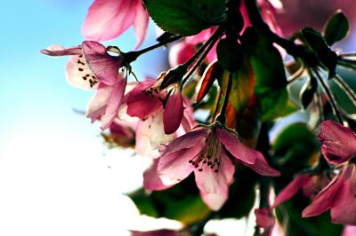 Close-up of pink flowers