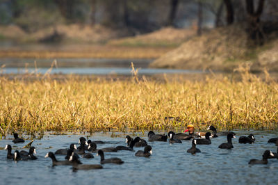 Ducks in a lake