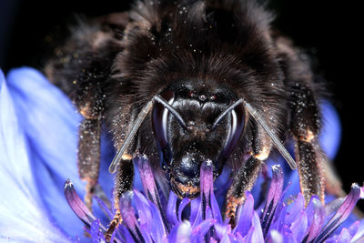 Close-up of insect on purple flower