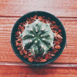 High angle view of succulent plant on table