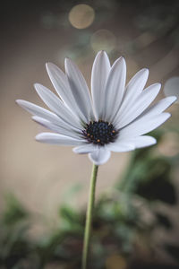 Close-up of white daisy flowers