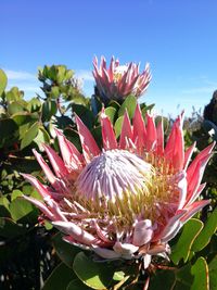 Close-up of pink flowering plants