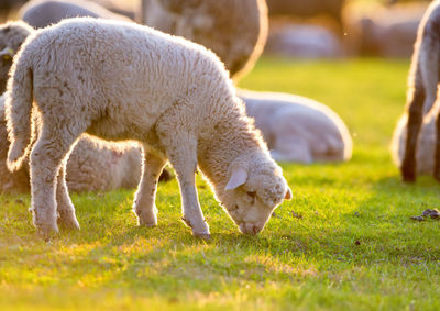 Sheep grazing in a field